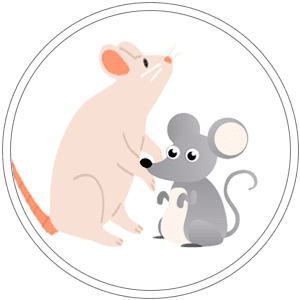 Maus/Ratte