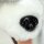 Plüschtier Husky sitzend mit süßer Zunge - ca. 32 cm